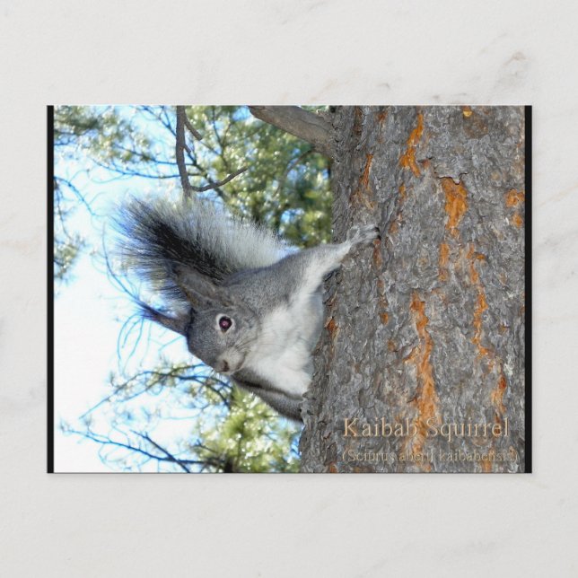 Kaibab Squirrel (Sciurus aberti kaibabensis) Postcard (Front)