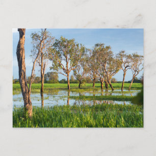 Kakadu billabong Northern Territory Australia Postcard