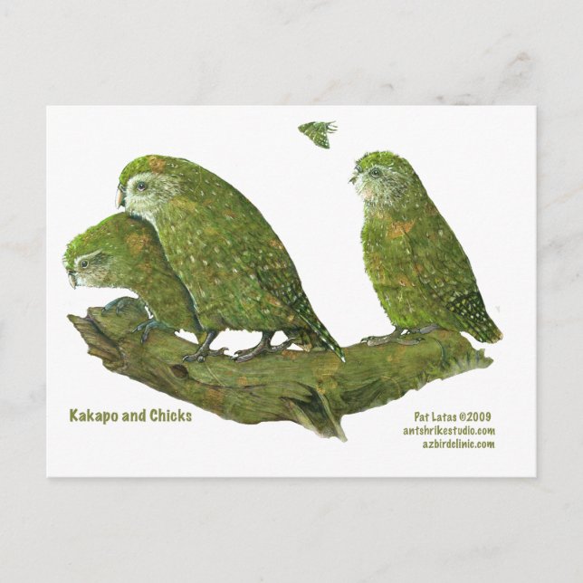 kakapo and chicks postcard (Front)