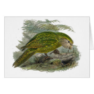 Kakapo Green Owl Parrot, Rare Bird Illustration