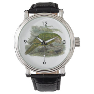 Kakapo Green Owl Parrot, Rare Bird Illustration Watch