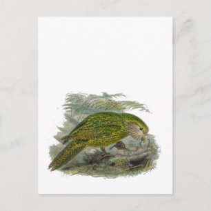 Kakapo Green Parrot Vintage Illustration Postcard