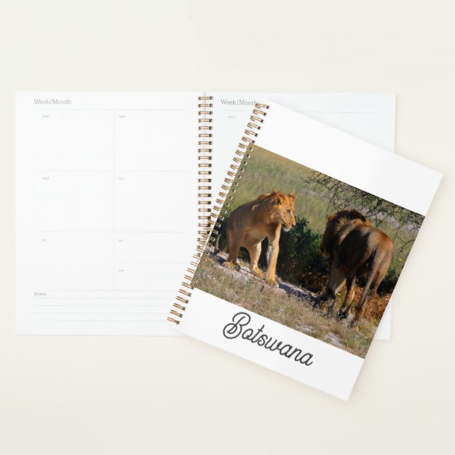 Kalahari Desert Lions Africa Male Female Planner (Display)