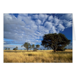 Kalahari Desert Scene, Kgalagadi Transfrontier