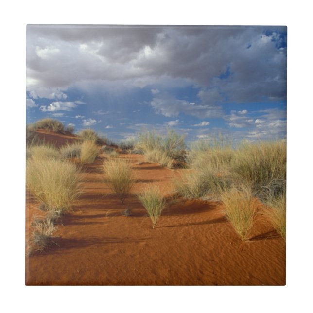 Kalahari Desert Scene, Kgalagadi Transfrontier 2 Ceramic Tile (Front)