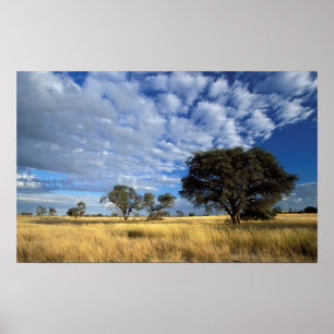Kalahari Desert Scene, Kgalagadi Transfrontier Poster