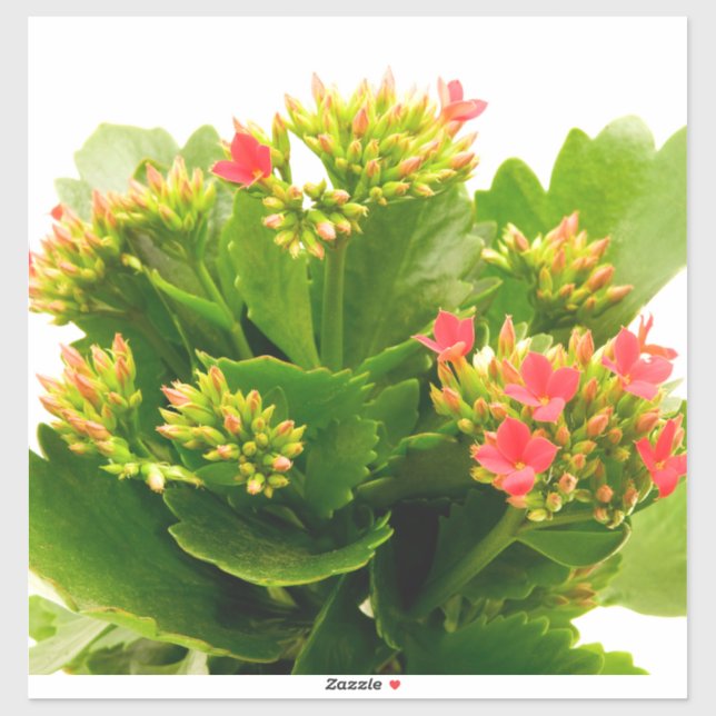 Kalanchoe blossfeldiana (Sheet)