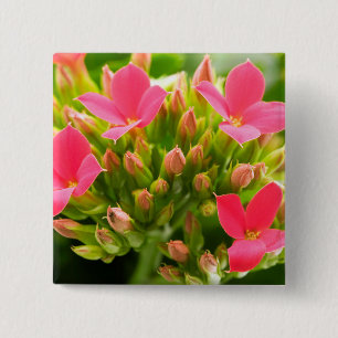 Kalanchoe blossfeldiana 15 cm square badge