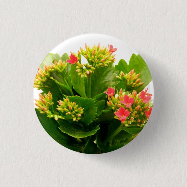Kalanchoe blossfeldiana 3 cm round badge (Front)