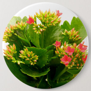 Kalanchoe blossfeldiana 6 cm round badge
