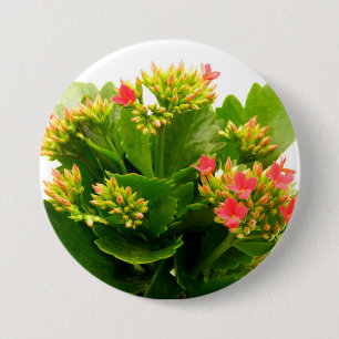 Kalanchoe blossfeldiana 7.5 cm round badge