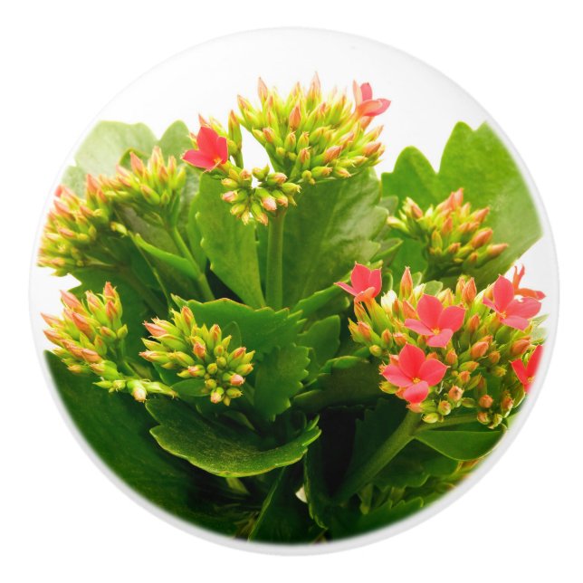 Kalanchoe blossfeldiana ceramic knob (Front)