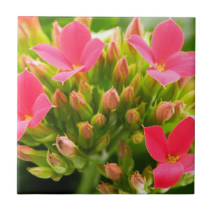 Kalanchoe blossfeldiana ceramic tile