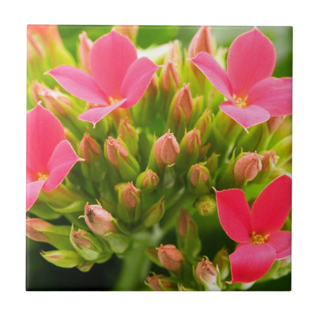 Kalanchoe blossfeldiana ceramic tile (Front)