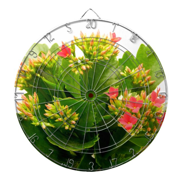 Kalanchoe blossfeldiana dartboard (Front)
