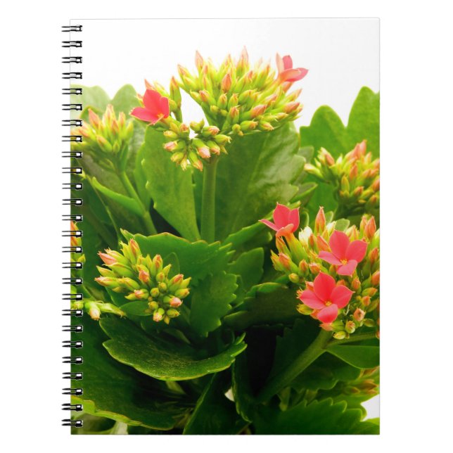Kalanchoe blossfeldiana notebook (Front)