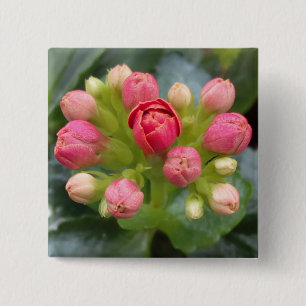 Kalanchoe Buds 15 Cm Square Badge