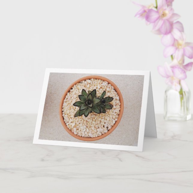 Kalanchoe Tomentosa Succulent Plant, Panda Plant Card (Orchid)