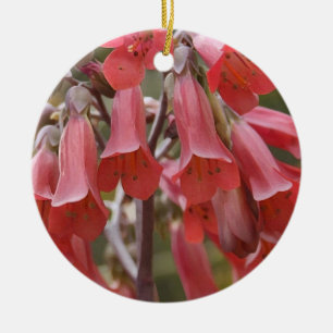 Kalanchoe Tubiflora Ceramic Tree Decoration