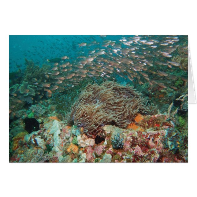 Kaleidoscope (Front Horizontal)