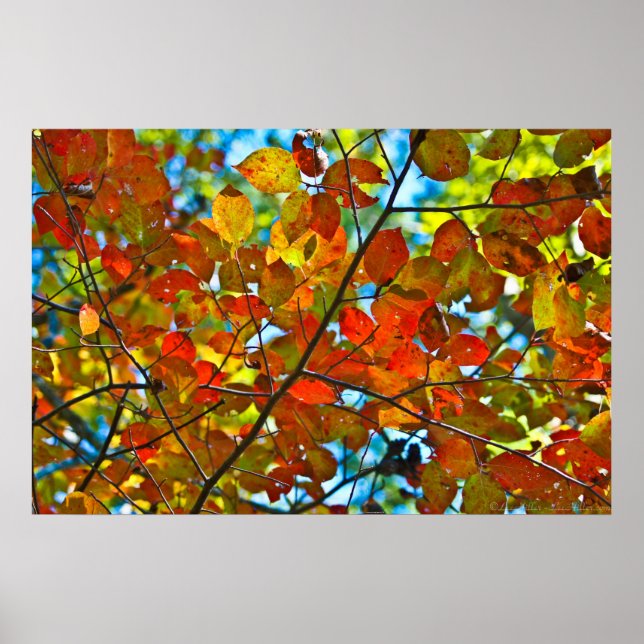 Kaleidoscope Of Colour Autumn Leaves Poster (Front)