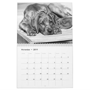 Kalender Rhodesian Ridgeback - Liondog - 15 Monate Calendar