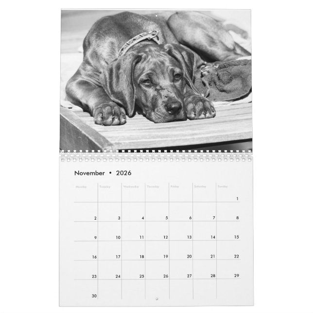 Kalender Rhodesian Ridgeback - Liondog - 15 Monate Calendar (Nov 2026)