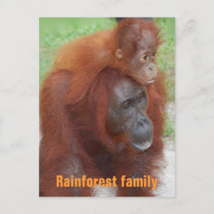 Kalimantan Indonesia Rainforest Family Postcard