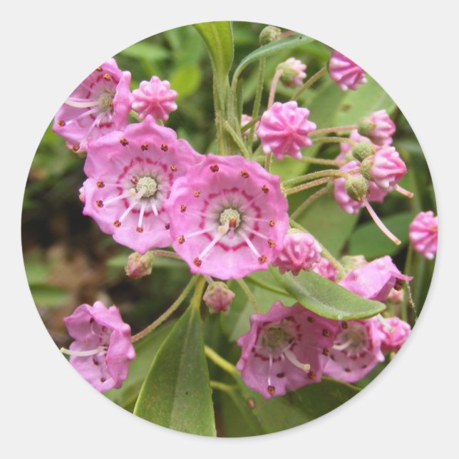 Kalmia 104 ~ sticker (Front)