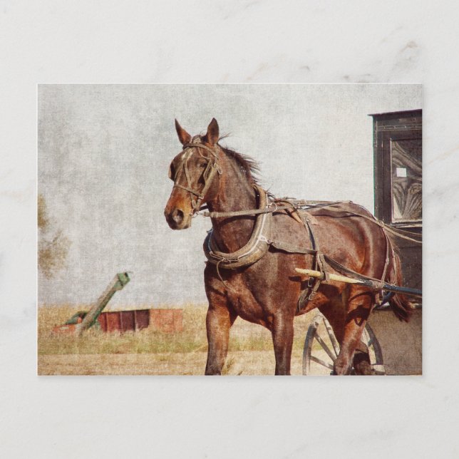 Kalona, Iowa Amish Horse and Buggy Postcard (Front)