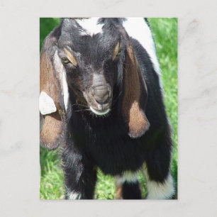 Kalvin Postcard