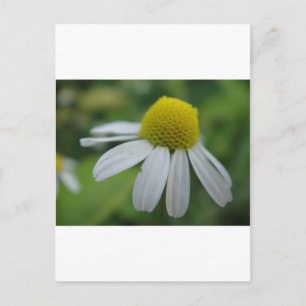 Kamillenblüte Postcard