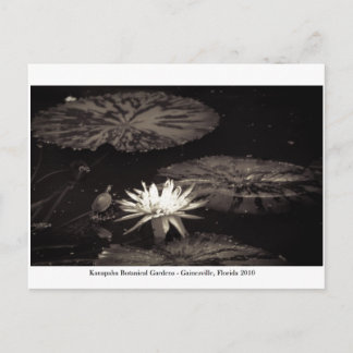 Kanapaha Gardens - Gainesville 019 Postcard