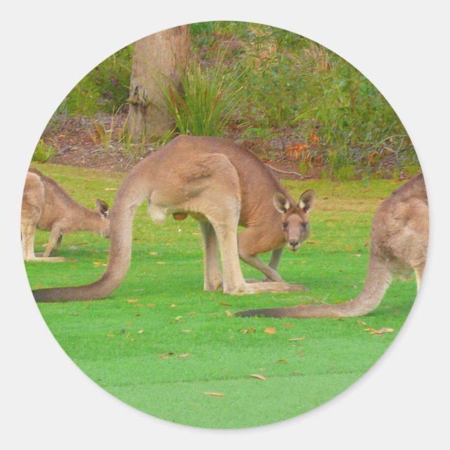 kanga classic round sticker (Front)