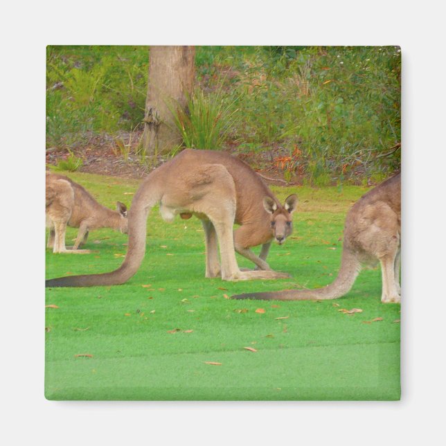 kanga magnet (Front)