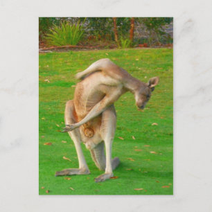 kanga stretch postcard