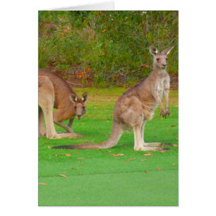 kangaroo