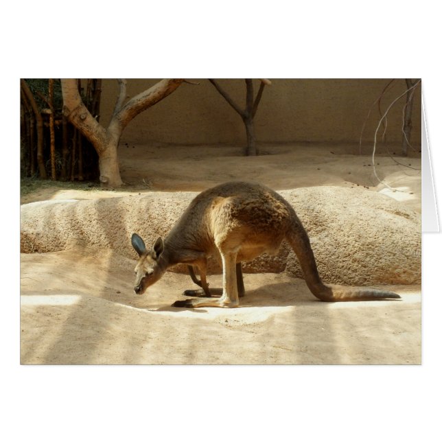 Kangaroo (Front Horizontal)