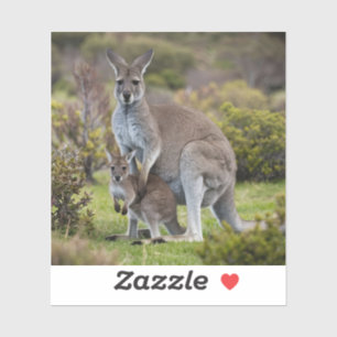 Kangaroo and Joey