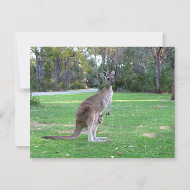 Kangaroo and Joey (Front)