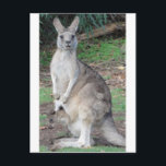 Kangaroo and Joey Postcard<br><div class="desc">Lovely Kangaroo and Joey</div>