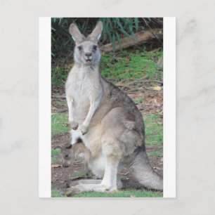 Kangaroo and Joey Postcard