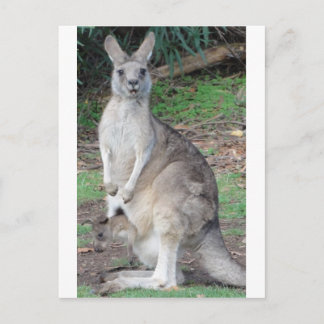 Kangaroo and Joey Postcard