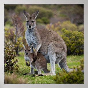 Kangaroo and Joey Poster