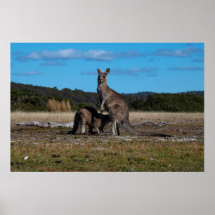 Kangaroo and Joey Poster