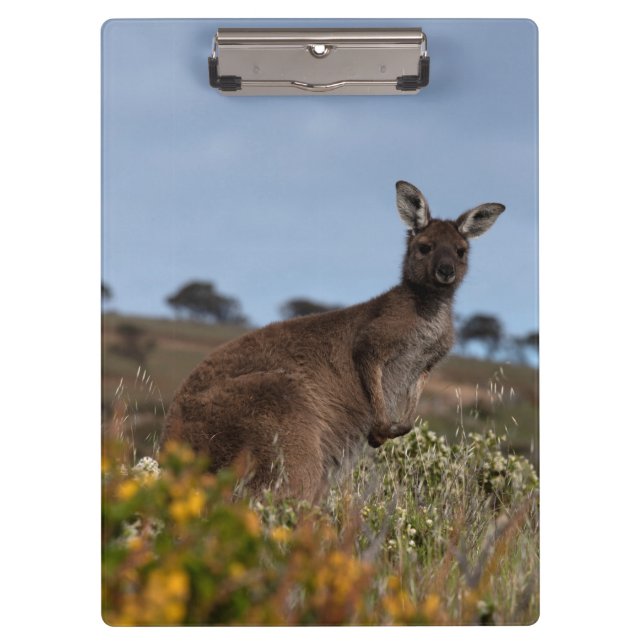 Kangaroo Australia Photo Clipboard (Front)