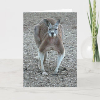 Kangaroo Christmas Holiday Card