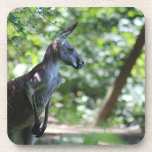 Kangaroo coaster