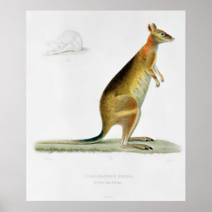 Kangaroo, engraved by Coutant Poster