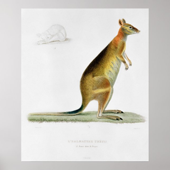 Kangaroo, engraved by Coutant Poster (Front)